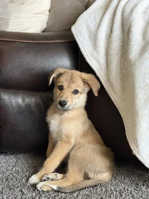 A baby medium-sized female Australian Shepherd dog named Estee for adoption in North Prairie, WI