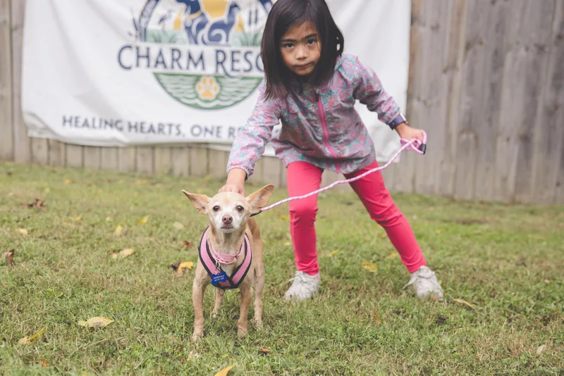 A senior small-sized female Apricot / Beige Chihuahua dog named Wren for adoption in Columbia, MD