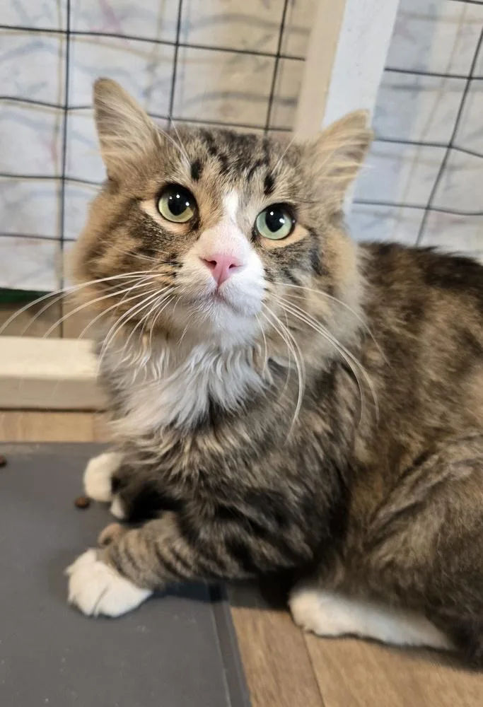 An adult large-sized male Domestic Medium Hair cat named Ziggy for adoption in Vancouver, WA