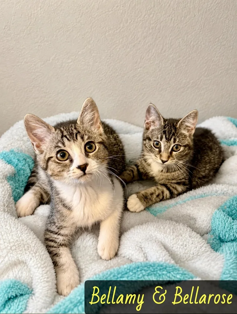 A young medium-sized female Brown / Chocolate Domestic Short Hair cat named Bellarose for adoption in Englewood, FL