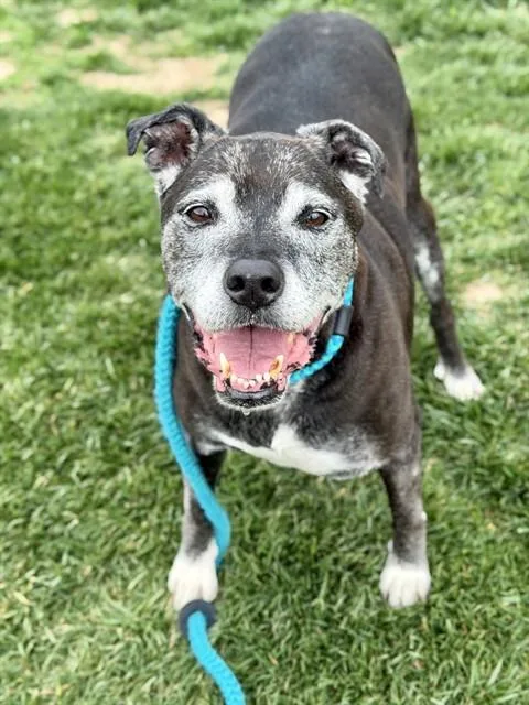 A senior large-sized female Terrier dog named Philis Mama Bear for adoption in Olivette, MO