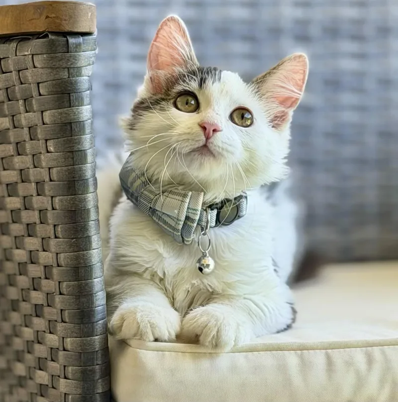 Winston Kuykendahl Petsmart