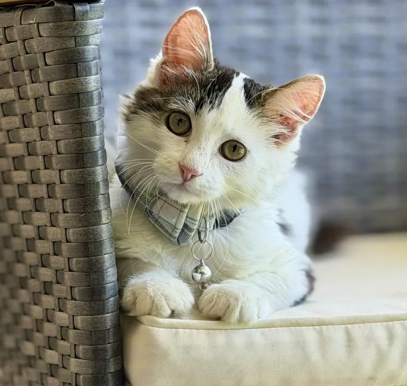 Winston  Kuykendahl Petsmart thumbnail 2