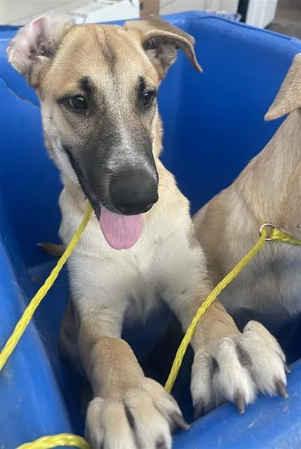 A baby large-sized female Mixed Breed dog named Bunny for adoption in Dallas, TX