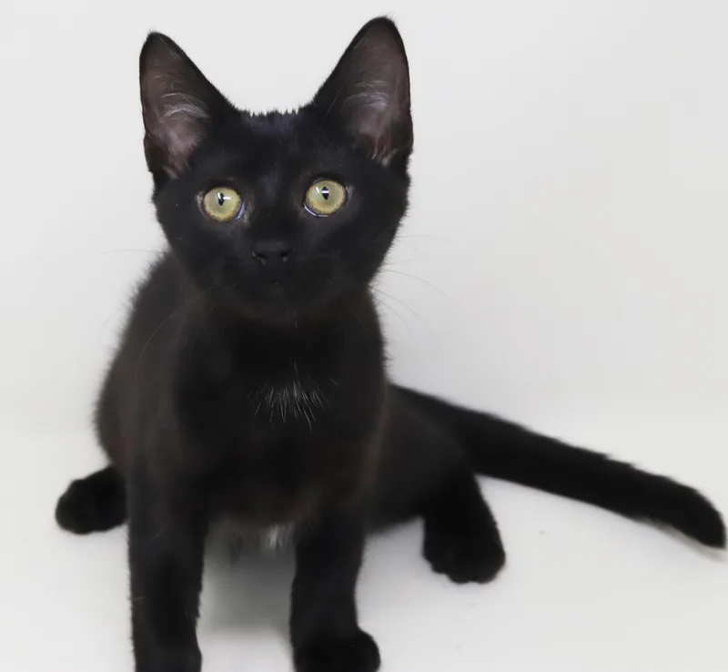 A baby small-sized female Black Bombay cat named Parsley is truly purrfect for adoption in Bedford Hills, NY