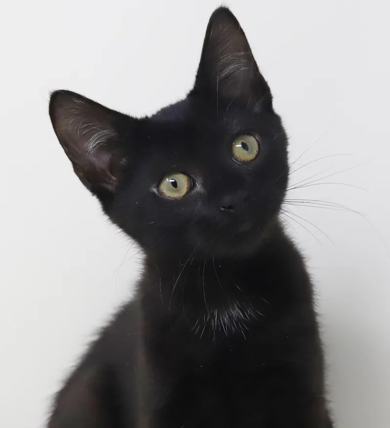 Parsley is truly purrfect thumbnail 3