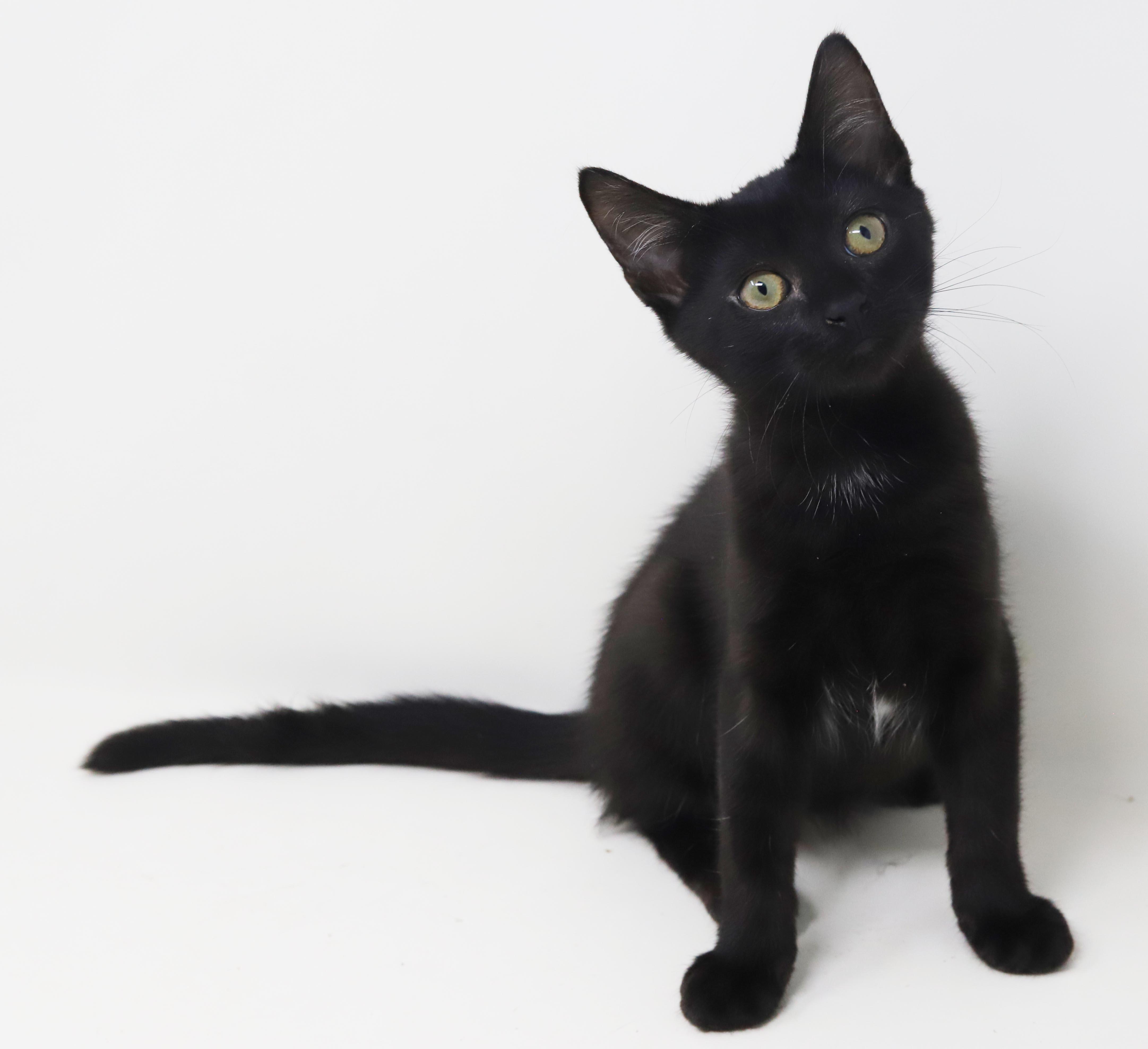 Parsley is truly purrfect thumbnail 4