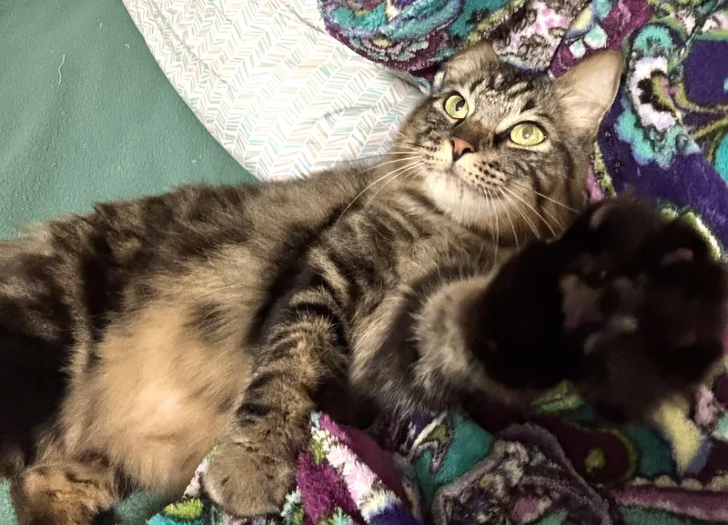 An adult large-sized male Domestic Medium Hair cat named Cheerios for adoption in Wasilla, AK
