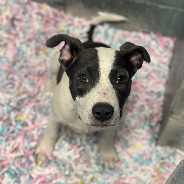 A young medium-sized female White / Cream Mixed Breed dog named Ladybug for adoption in Wilmington, DE