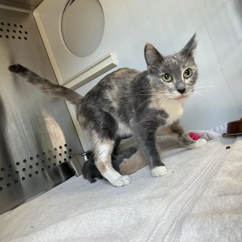 A young medium-sized female Gray / Blue / Silver Domestic Short Hair cat named Beanie for adoption in Indianapolis, IN