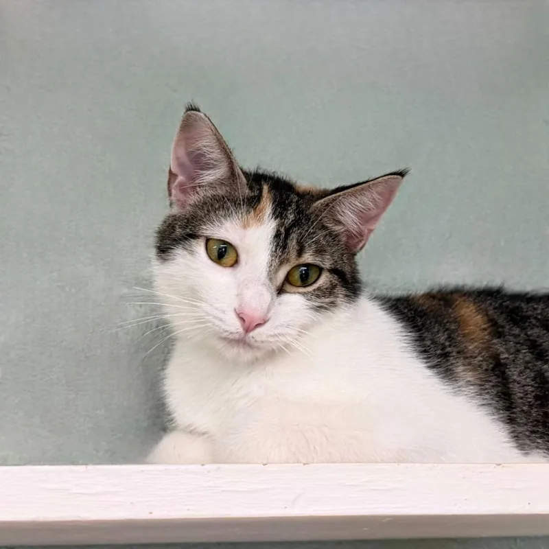 A young small-sized female Domestic Short Hair cat named Ocean Eyes for adoption in State College, PA