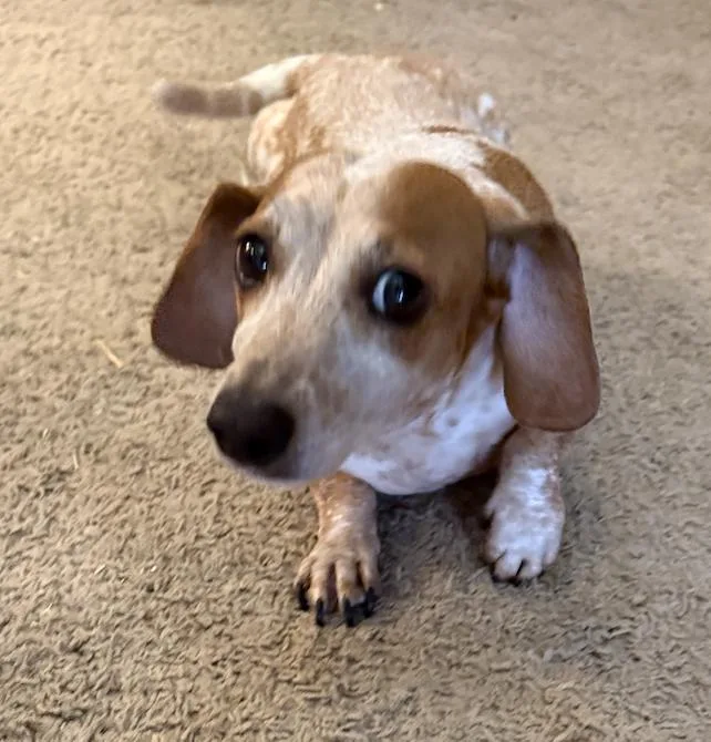 An adult small-sized female Dachshund dog named Petunia for adoption in Arlington, TX