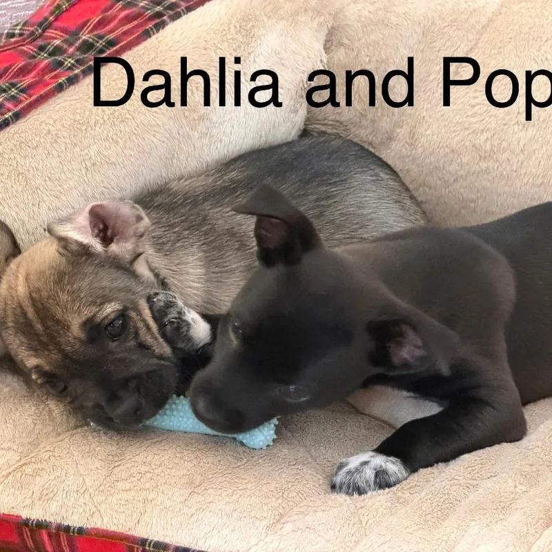 Dahlia Blossom thumbnail 2