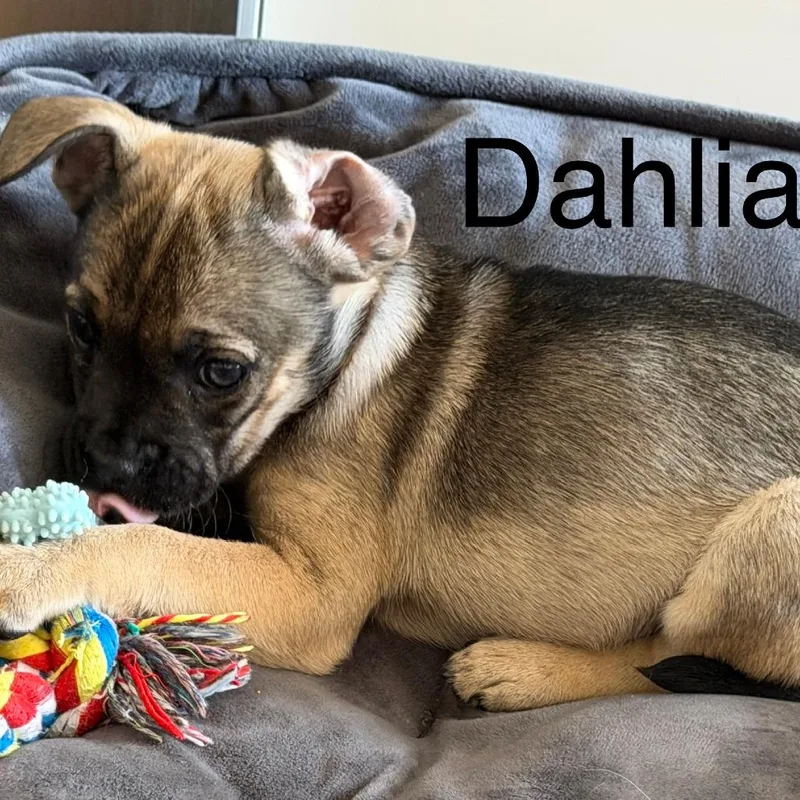 Dahlia Blossom thumbnail 3