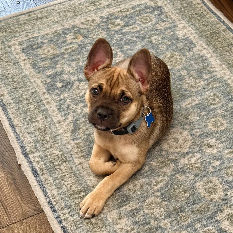 Dahlia Blossom thumbnail 4