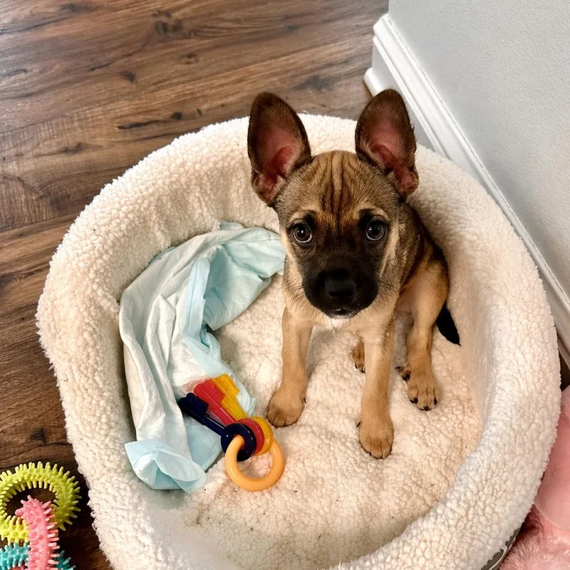 Dahlia Blossom thumbnail 5