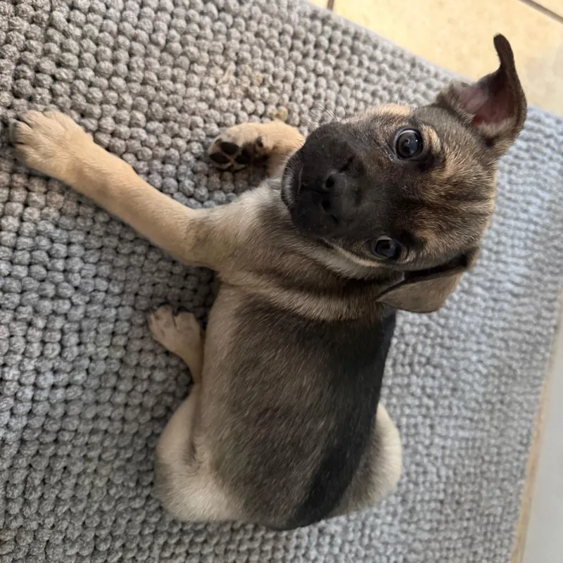 Dahlia Blossom thumbnail 6