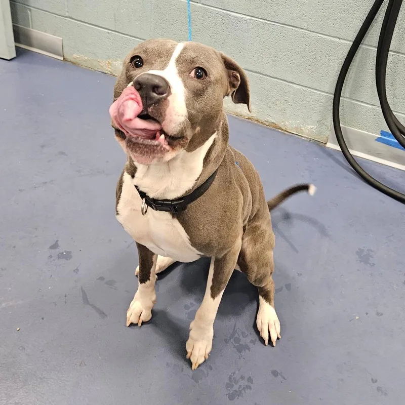 An adult large-sized male Gray / Blue / Silver Pit Bull Terrier dog named Bruce for adoption in Greensboro, NC