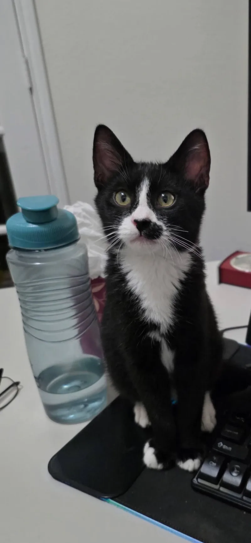 A young small-sized male Black & White / Tuxedo Domestic Short Hair cat named Smudge for adoption in Arlington, TX