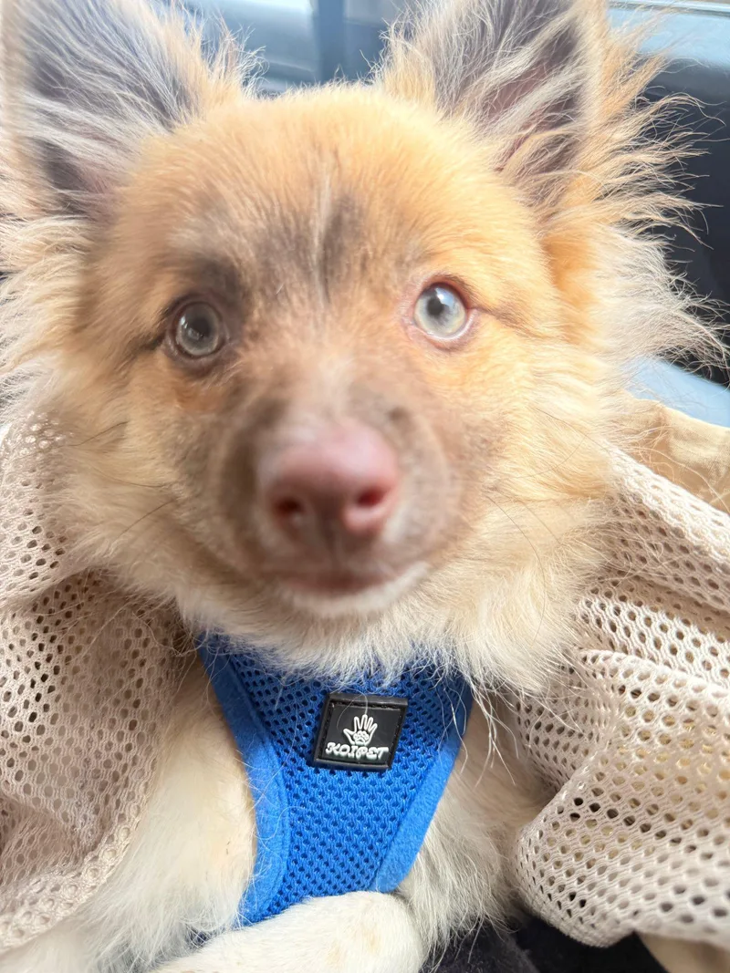 Benny