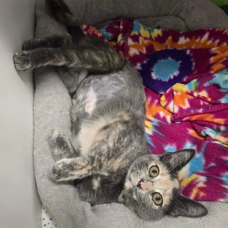 A baby medium-sized female Gray / Blue / Silver Domestic Short Hair cat named Sassy for adoption in Jasper, IN