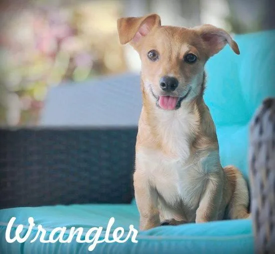 Wrangler