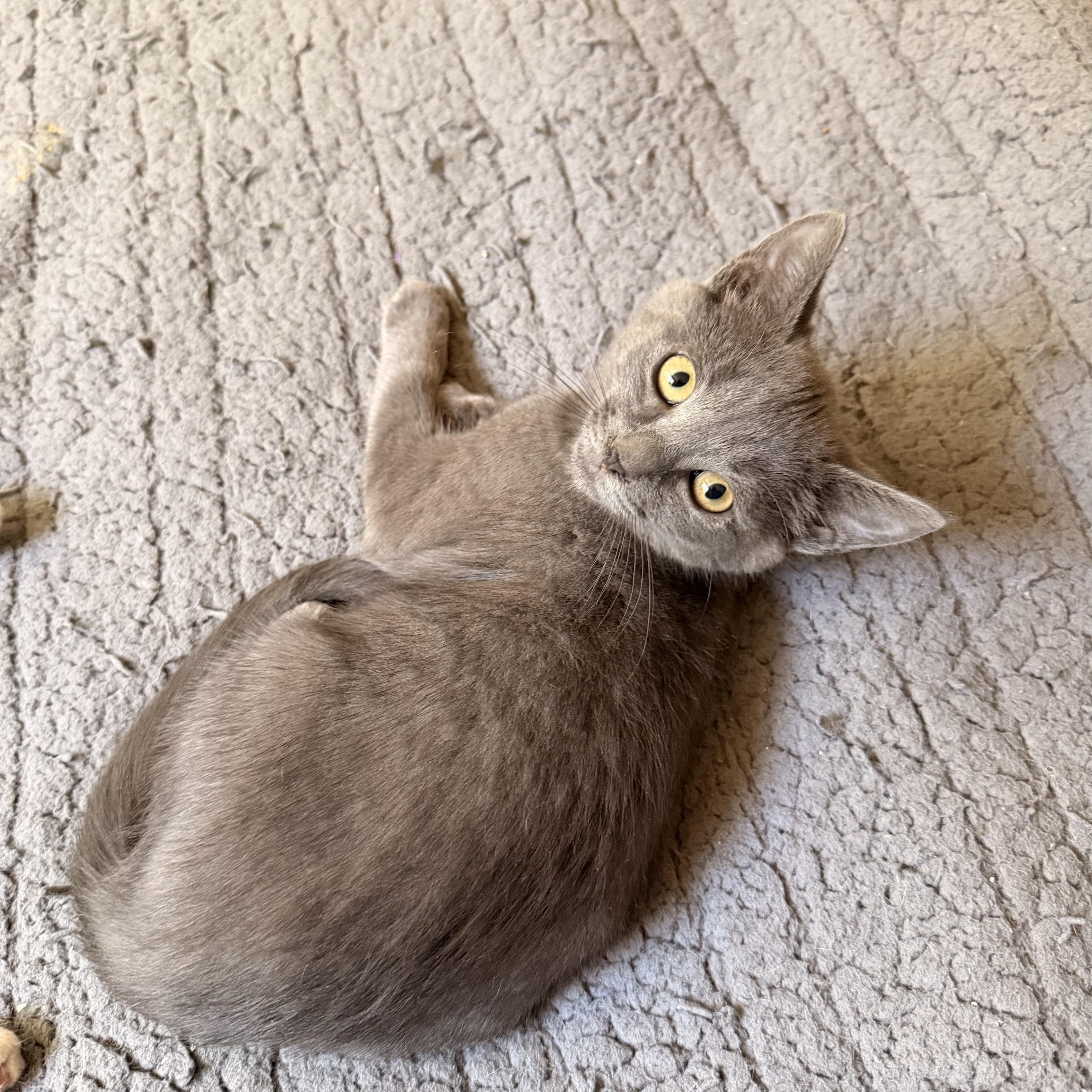 A baby medium-sized female Domestic Short Hair cat named Cove for adoption in Davis, CA