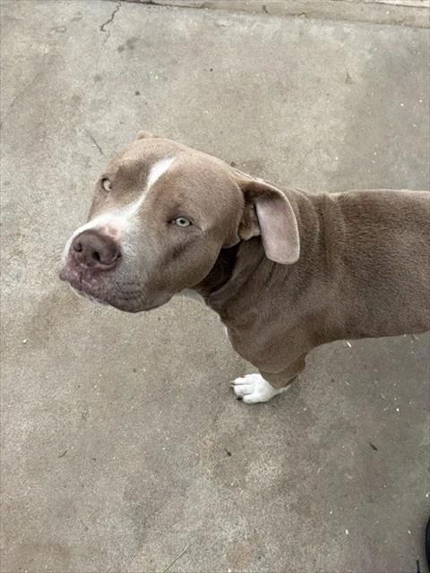 A young large-sized male Pit Bull Terrier dog named Tesla for adoption in Camarillo, CA