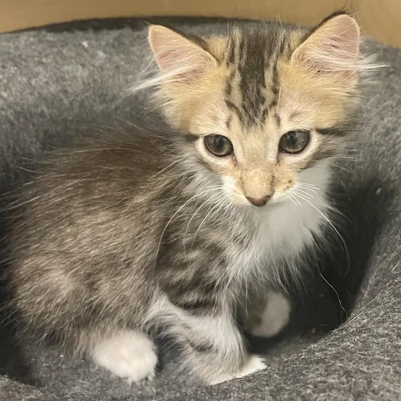 A baby small-sized male Brown / Chocolate Domestic Short Hair cat named Wyatt Earp for adoption in Boerne, TX
