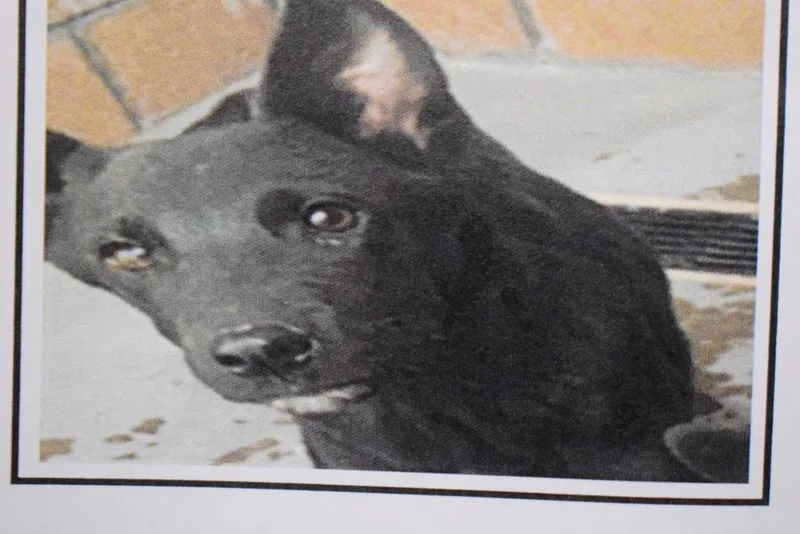 A baby medium-sized male German Pinscher dog named Voodoo for adoption in Pahrump, NV