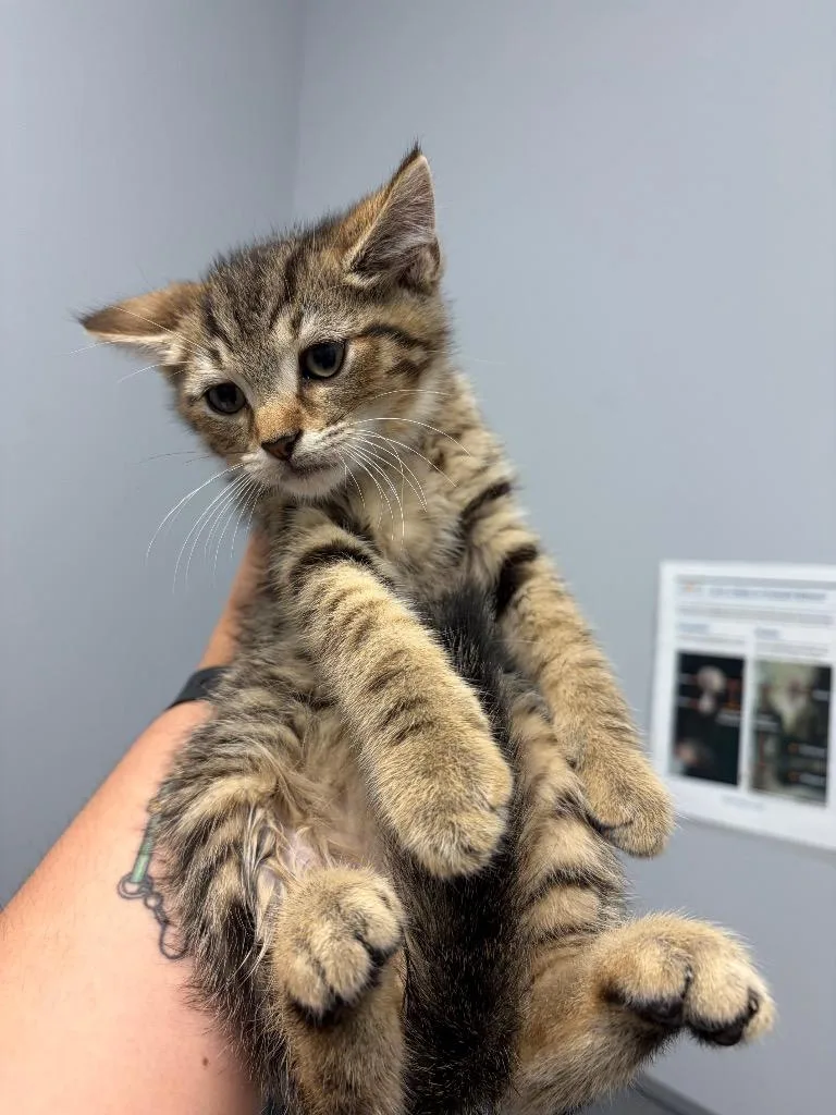 A baby medium-sized male Domestic Short Hair cat named Jean Valjean for adoption in Bloomington, IN