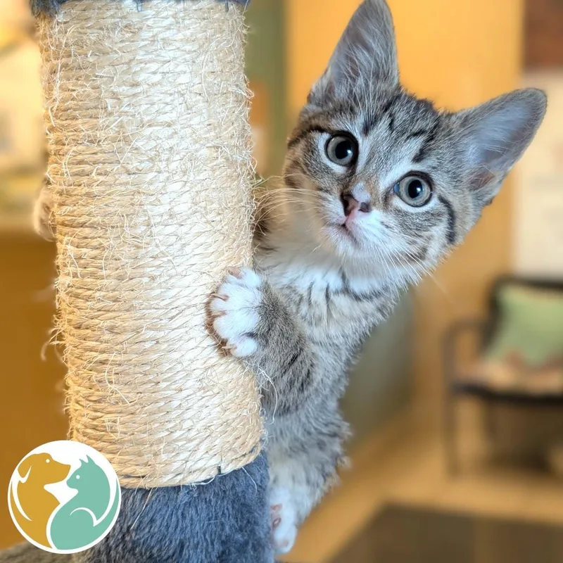 A baby small-sized female Brown / Chocolate Domestic Short Hair cat named Lola for adoption in Toledo, OH