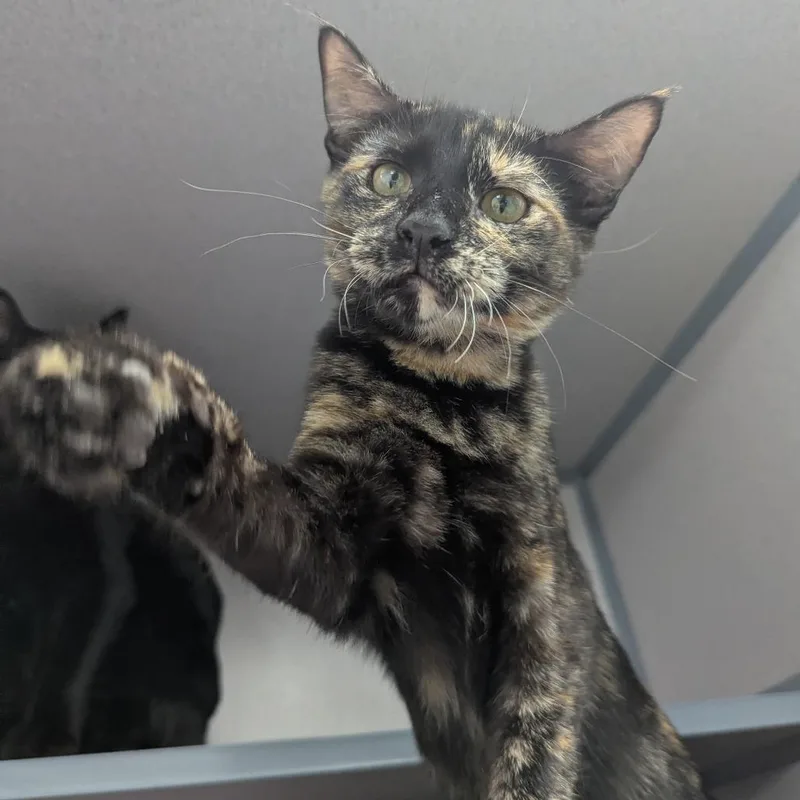 Gretchen thumbnail 2