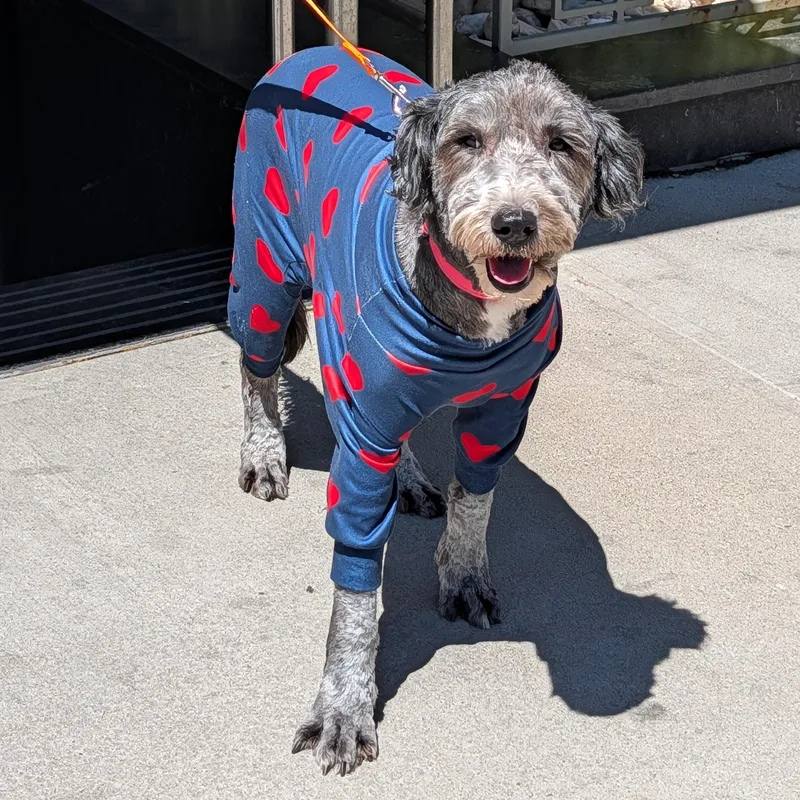 An adult medium-sized male Gray / Blue / Silver Aussiedoodle dog named Dandy for adoption in Brooklyn, NY