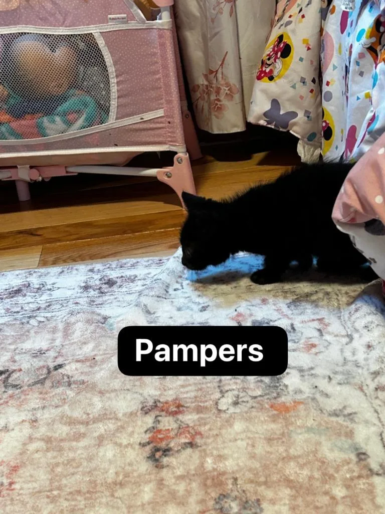 A baby medium-sized male Domestic Short Hair cat named Pampers for adoption in Johnson City, TN
