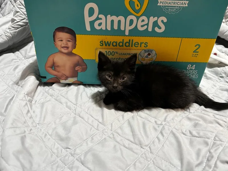 Pampers thumbnail 3