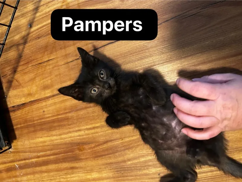 Pampers thumbnail 5