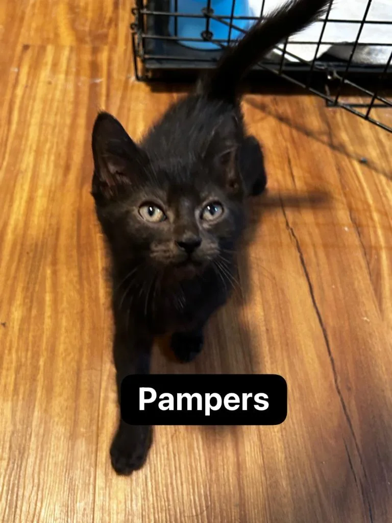 Pampers thumbnail 6