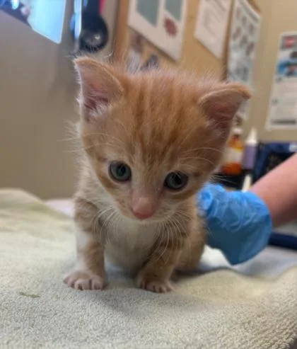 A baby small-sized male Domestic Short Hair cat named Squeaker for adoption in Fishers, IN