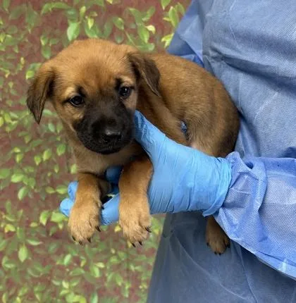 A young small-sized female Shepherd dog named Sedona for adoption in San Antonio, TX