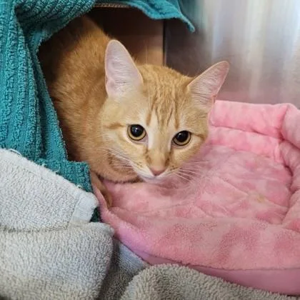 An adult medium-sized female Domestic Short Hair cat named Tanja for adoption in Memphis, TN