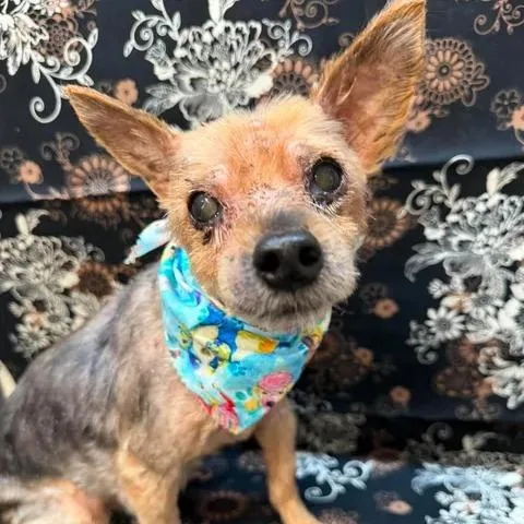 A senior small-sized male Gray / Blue / Silver Yorkshire Terrier dog named Sir Hollingsworth for adoption in Beaumont, TX