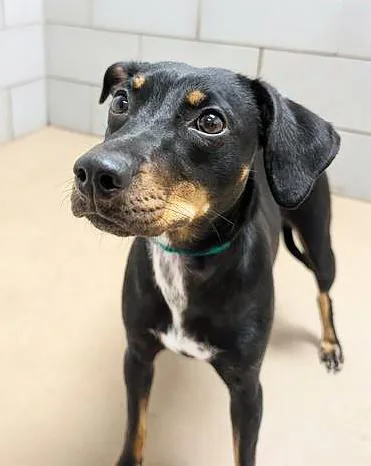 A young small-sized female Black Mixed Breed dog named Lilac for adoption in Nashville, TN