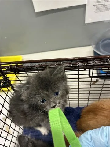 A baby small-sized male Domestic Long Hair cat named Bandit for adoption in San Martin, CA
