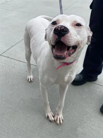 An adult large-sized female Dogo Argentino dog named Jane Jetson for adoption in Dayton, OH