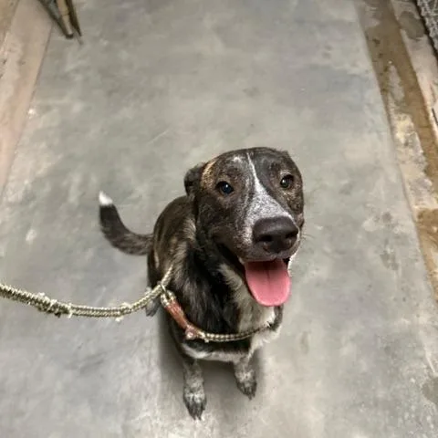 A young medium-sized male Brown / Chocolate Mixed Breed dog named Harold for adoption in Port Aransas, TX