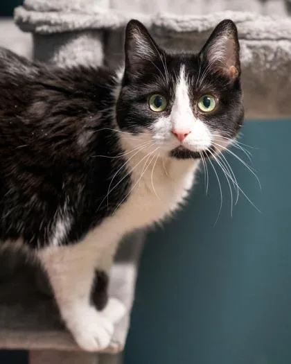 A senior medium-sized female Domestic Short Hair cat named Dreamer for adoption in Pequot Lakes, MN
