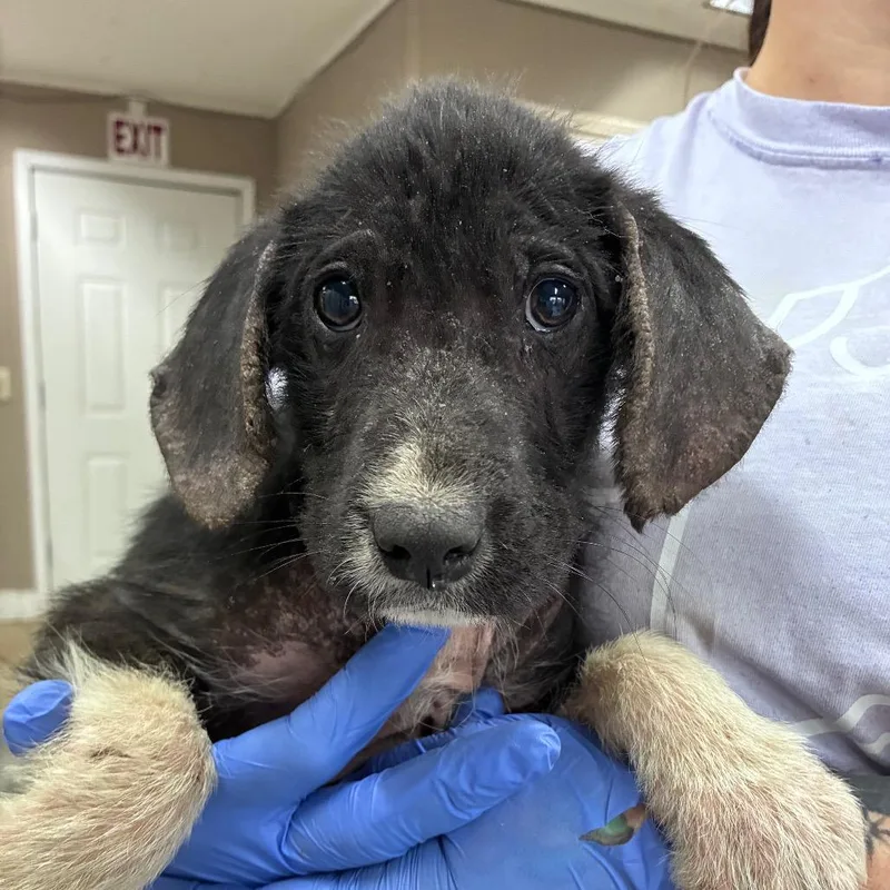 Ct Dragon thumbnail 2