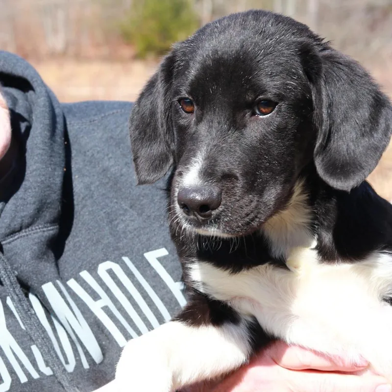 Ct Dragon thumbnail 3