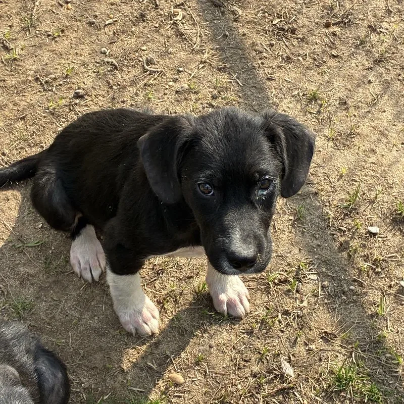 Ct Dragon thumbnail 4